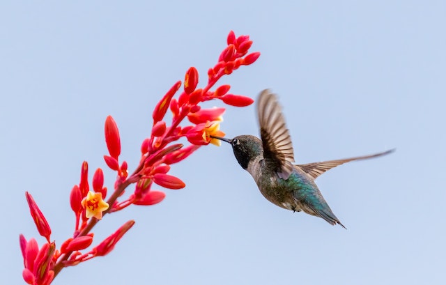 colibríes hembra