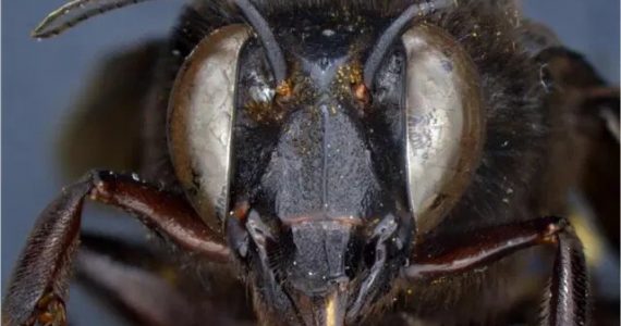 abeja andrógina