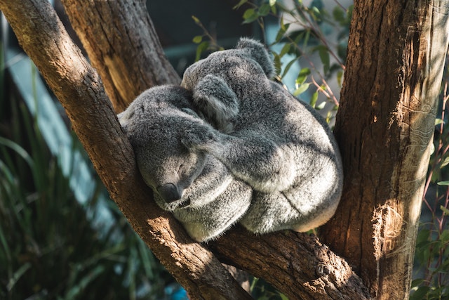 retrovirus koala