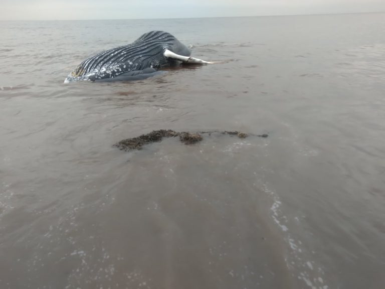 Aparece una ballena muerta en Nueva York con restos de metal en sus