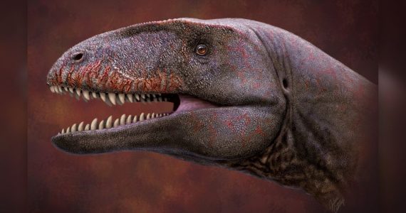 carcharodontosaurio