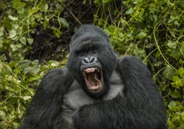curiosidades sobre los gorilas