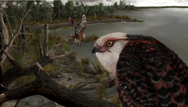 fósiles del águila depredadora australiana