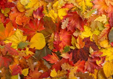 otoño hojas colores
