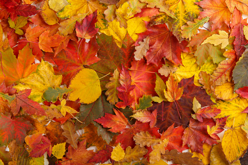 otoño hojas colores