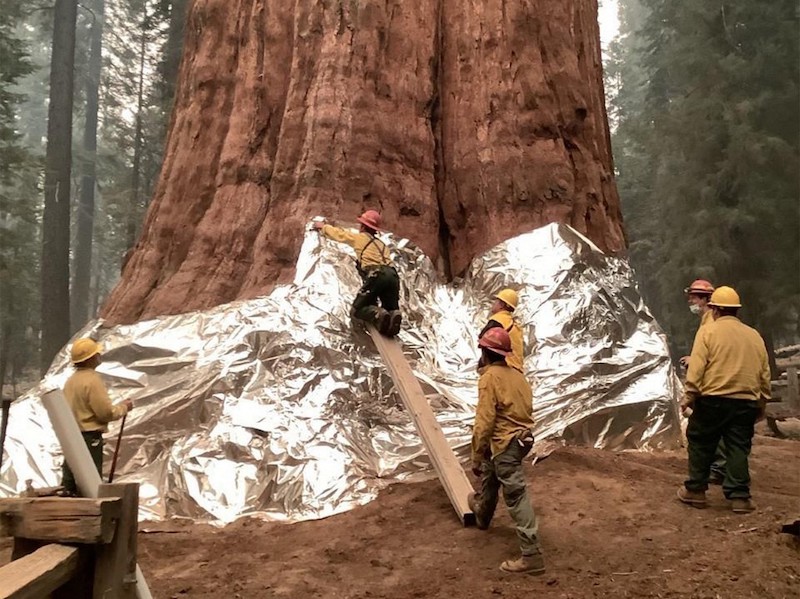 Los incendios forestales de California alcanzan el hogar de los árboles más  grandes del mundo | National Geographic en Español