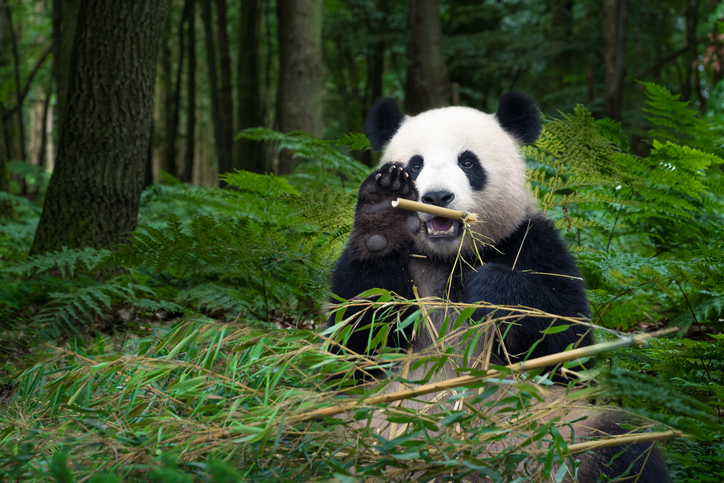 oso panda en su hábitat