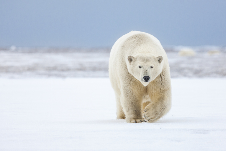 oso polar en el ártico