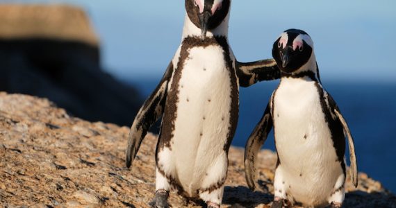 pingüinos africanos