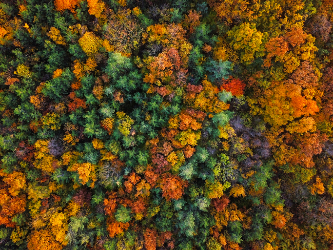 colores del otoño