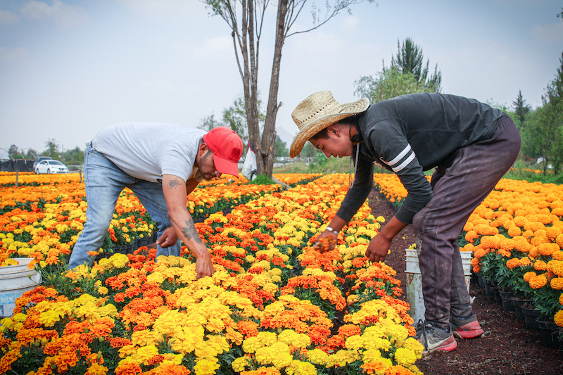 Volver a la raíz: la resistencia del cempasúchil y el campo de la Ciudad de  México | National Geographic en Español