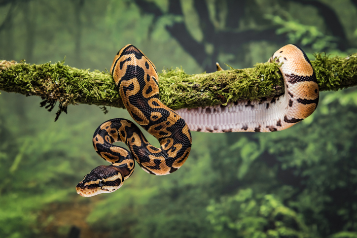 cómo fue la evolución de las serpientes