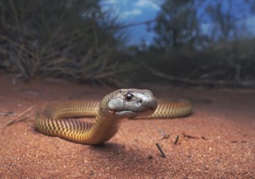 evolución de las serpientes