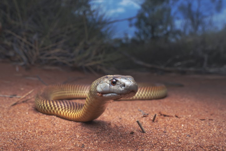 evolución de las serpientes
