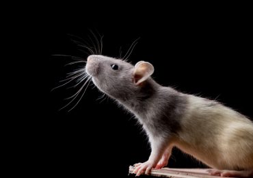 gen mutante en monos y ratones