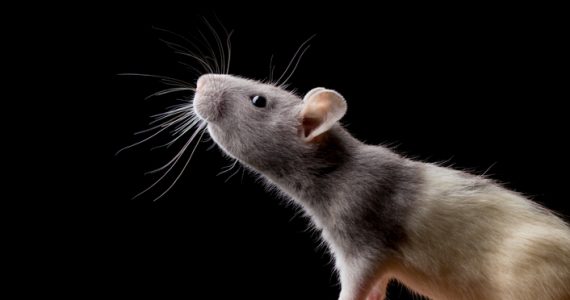 gen mutante en monos y ratones