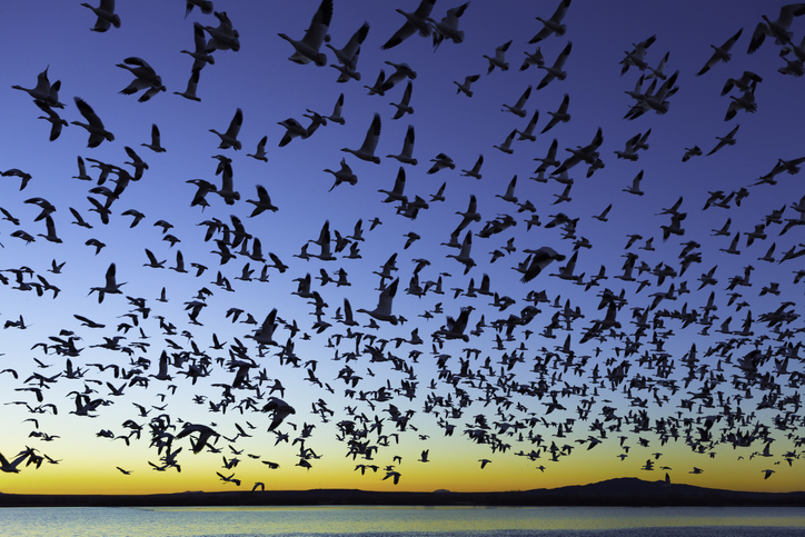por qué llegan aves migratorias a méxico