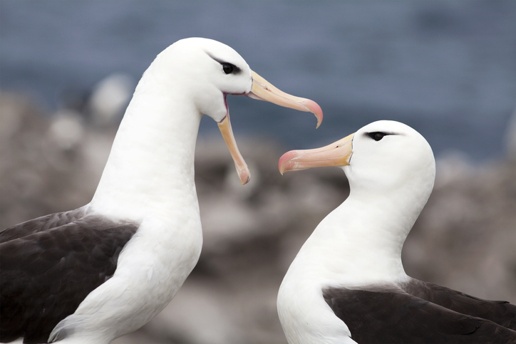 albatros divorcios