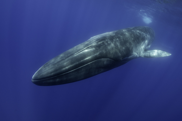 ballenas barbadas comen tres veces más de lo que se pensaba