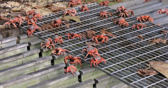 migración cangrejos rojos Australia