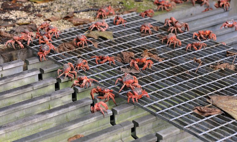 migración cangrejos rojos Australia