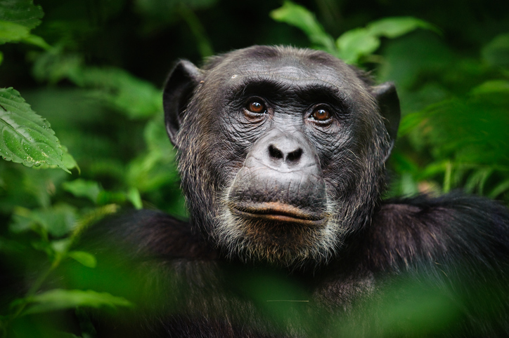 chimpancé representante del grupo de homínidos