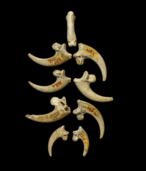 collar de garras de águila hecho por neandertales