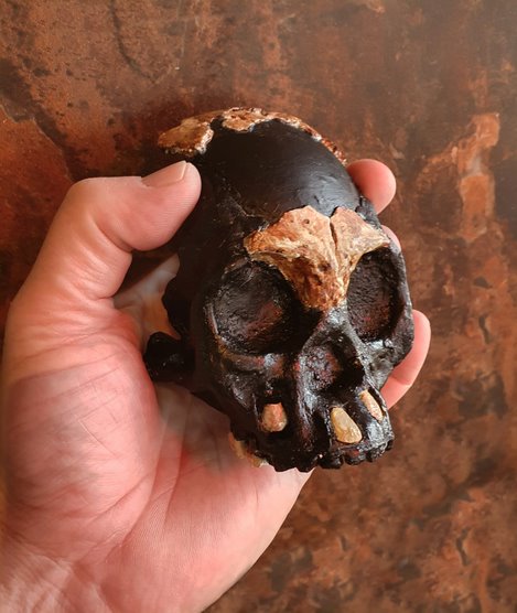 cráneo de niño homo naledi