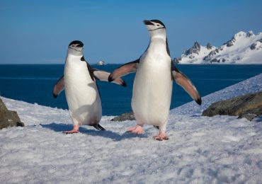 pingüinos mercurio