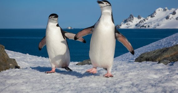 pingüinos mercurio
