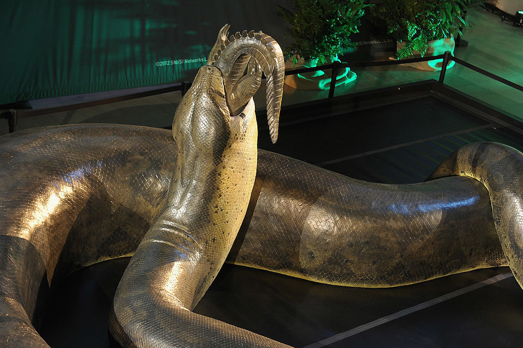 Titanoboa serpiente gigante