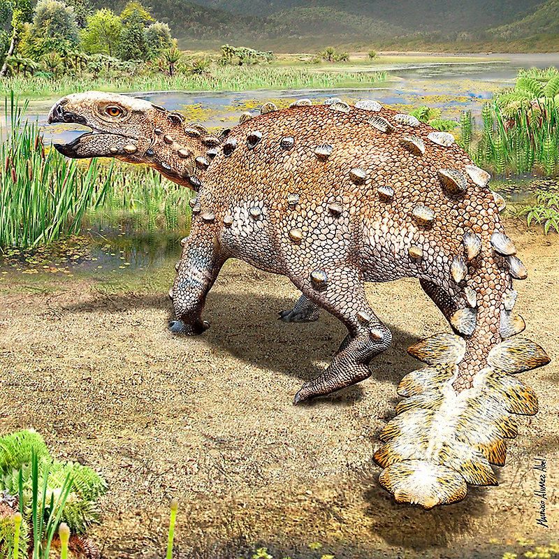anquilosaurio con cola parecida a garrote de antiguos aztecas