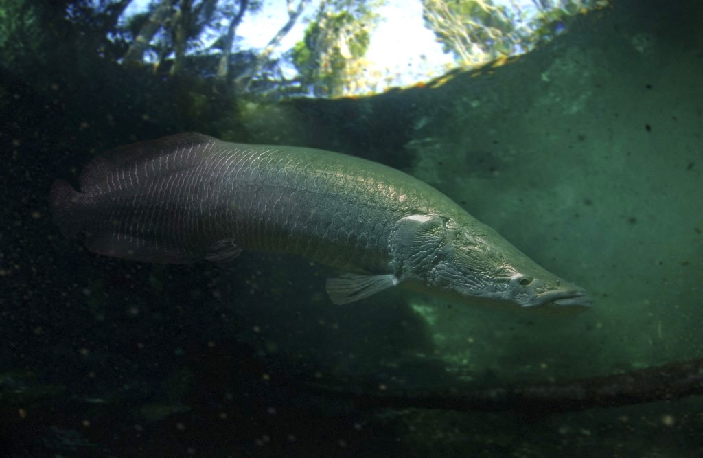 Así es el arapaima, el pez de río más grande del mundo que habita en el  Amazonas | National Geographic en Español