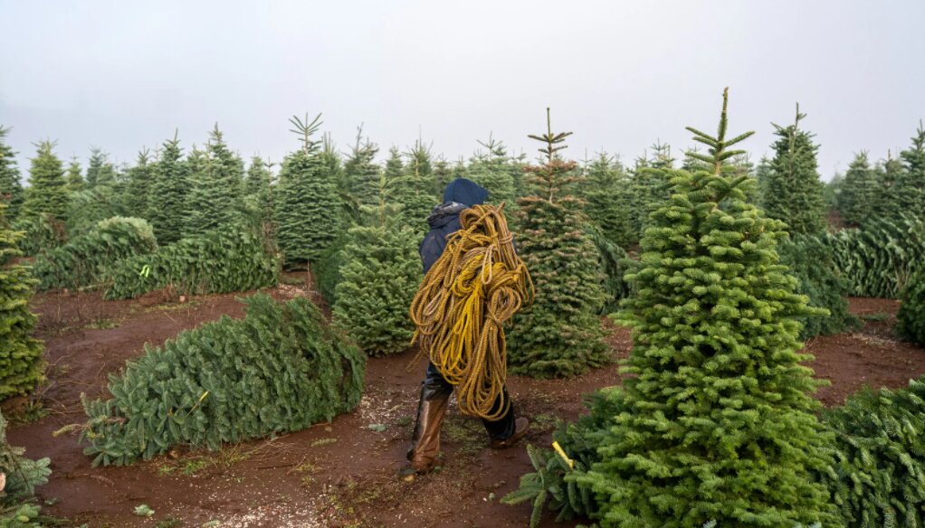 árboles de navidad y los daños que sufren por el cambio climático