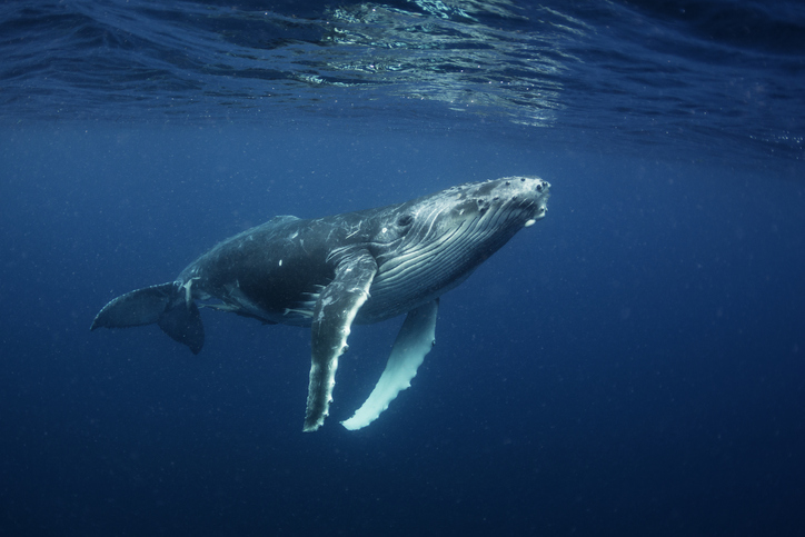 ballenas consumen millones de microplásticos