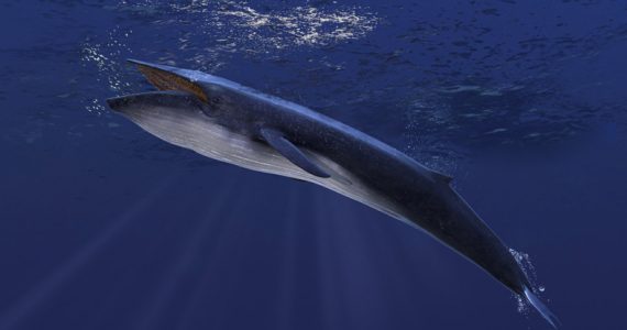 ballenas se alimentan de microplástico en los mares