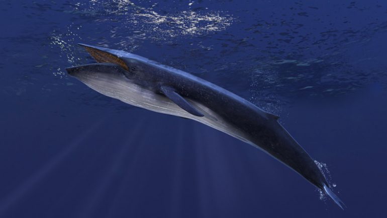 ballenas se alimentan de microplástico en los mares