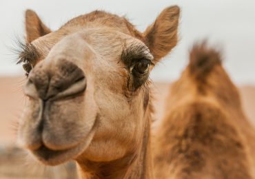 camellos sometidos a tratamientos faciales para concurso