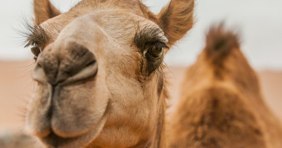 camellos sometidos a tratamientos faciales para concurso
