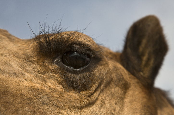 camellos sometidos a tratamientos faciales