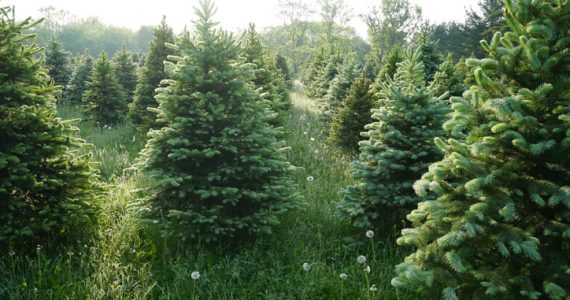 como afecta el cambio climático a los árboles de navidad