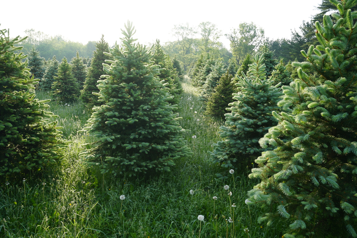 como afecta el cambio climático a los árboles de navidad