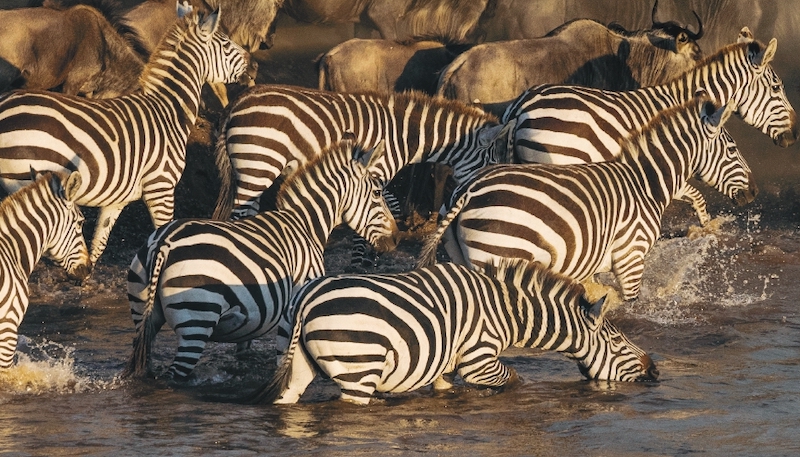 Así se capturó la migración anual del Serengueti en una impresionante  imagen | National Geographic en Español