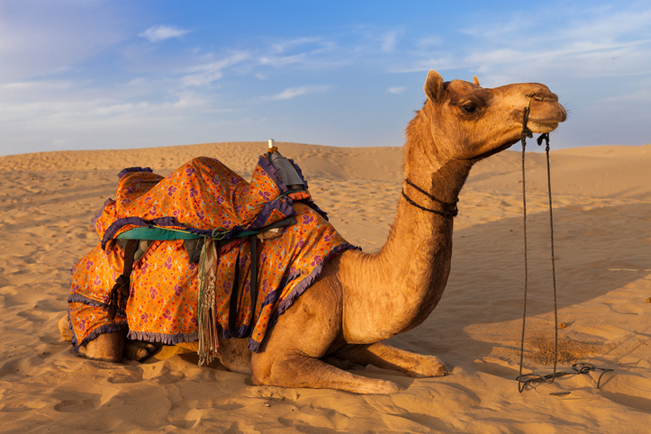 inyectan botox a camellos en concurso de belleza animal en arabia