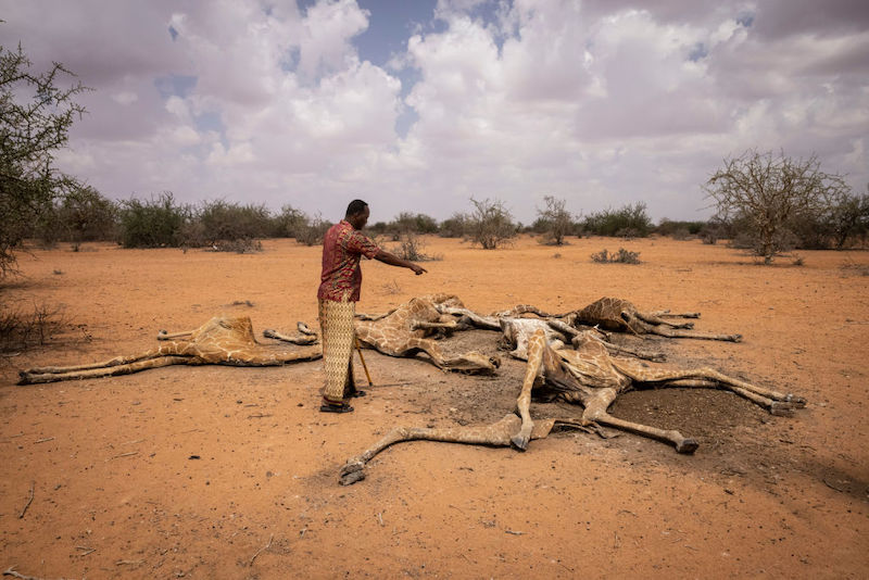 sequía jirafas Kenia