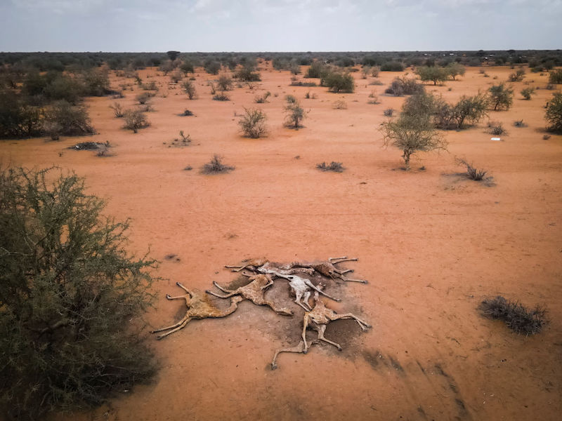 sequía jirafas Kenia