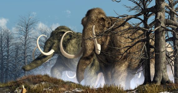 mamuts megafauna