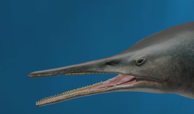 nueva especie de ictiosaurio colombia imagen