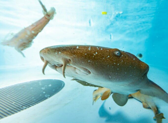 proteínas de tiburón podrían neutralizar el covid 19