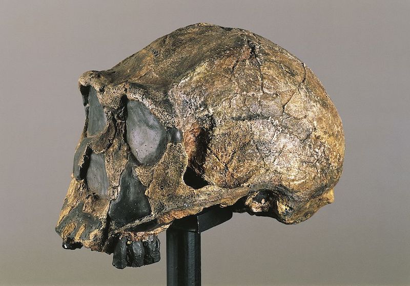 Homo erectus comer carne